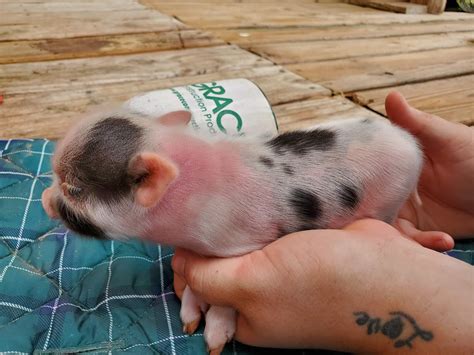 Ethical breeders of American mini pigs who breed for small size, temperment and coloration. . Juliana pigs for sale
